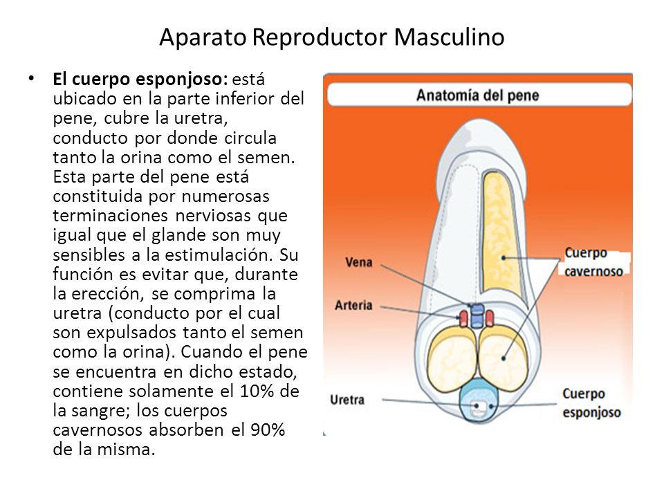 Como aumentar realmente el miembro mostrar